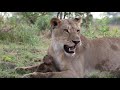 When This Baby Baboon Fell At The Mercy Of A Lion, A Camera Recorded The Cat’s Incredible Rea