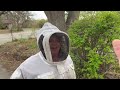 First Day of Spring, First Swarm of the Season - Honey Bees relocated from a branch in Texas