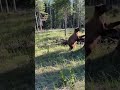 SABRE Bear Spray Used on a Black Bear Caught on Camera #bearsafety