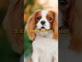 Top 10 Most Cutest Dogs In The World #shorts #top10 #viral