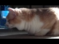 Sunny loves catnip