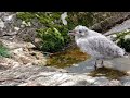 Baby Seagull nesting on Loch Shiel