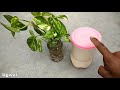 Best natural fertilizer for any water plants | Homemade free fertilizer