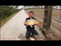 Giant Carp Follows the Water to Farms