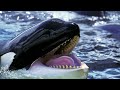 Most Weird Dolphin Breeds In the World | Wild Whim