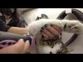 FULL CAT GROOMING