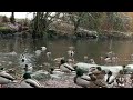 Ducks, Water Birds of North America | Mallard Duck Sounds | Beautiful Waterfowl | Duck Sounds