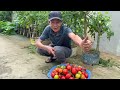 How To Grow Tomatoes All Year Round Without Much Soil? The Secret Is Here!