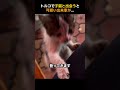 トルコで子猫と出会うと可愛い出来事が…