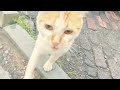 遛猫遇见流浪橘猫，看它太瘦了，一心疼，我赶紧回家……