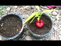 Creative idea How to Propagate Rose apple containIng the water with Aloe Vera