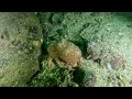 Octopus at Chapel Rock, Summer Isles