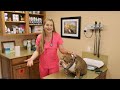 How to Treat HAIR LOSS  in Bulldogs?! | Vet Explains!