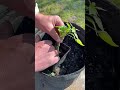 Trying out a little grafting today with a variegated Peanut Butter and Jelly Capsicum annuum....