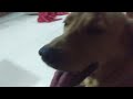 Watch this video of a cute dog