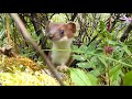 L'hermine, une acrobate intrépide et une chasseuse de lapins ! Faits intéressants sur les hermines.