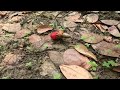 It's so many red and brown millipedes | Hunting lots big millipedes #viral #insects #animal #pets