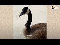 Goose Completely Take Over Man's Deck | The Dodo Wild Hearts