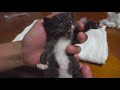 Emergency - Kitten in a critical condition