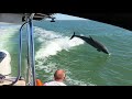 FL 2021 Eco Tour Dolphin