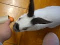 bunny tries to carrot