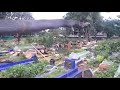 Detik detik pohon makam keramat berdiri lagi