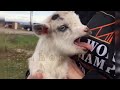 cute and funny baby goats, June 2022