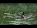 Great Crested Grebes with babies - Wildlife ( HD quality )