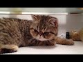 Exoticshorthair beating the heat in the fridge.