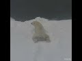 Henry polar bear cuteness, wiggle & slide
