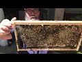 5 Year Old Beehive Swarms 3 Times!