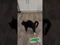 Kitty Want to be Mopped