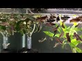 Feeding baby Bettas Vibra Bites!