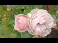 17.06.24 ☀️Rosen zwischen Regen - am ende Video Princess of Kent, Boscobel, Jubilee Celebration 💖