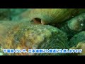Dangerous creatures in the beach of Japan