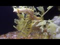 Leafy Seadragon (Video from Scripps Institution of Oceanography).