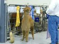 2009-10-26-02NorthernIlAlpacaExtravaganza.wmv