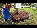Do You Need To Extend Flowerbed Around A Tree? Time-lapsed