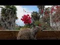 CAT TV for Cats to Watch | 🌲🦅🦜🐿️ Nature’s Delight: Birds, Squirrels, and Beautiful Views 🐿️ | Dog TV
