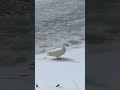 Getting the ducks to fly back and forth before feeding