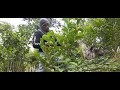 pruning of guava