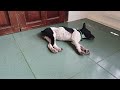 The Most Dramatic Dogs and cats are Waiting for You here!😹🐕FUNNIEST Animal Videos 2024😉Part 9