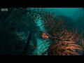 The Weedy Sea Dragon | Oceans | BBC Earth