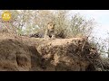 15 Moments Lions Attacking Big Cats Were Captured On Camera | Animal Fight