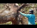 Fast & Easy‼️ Cutting a circular tree on the boundary ground, Stihl ms 881.