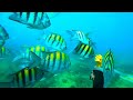 Feeding fishes in dominican republic