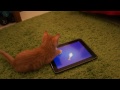 Our Kittens Playing Cat Fishing ..!