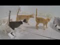 IMPOSSIBLE TRY NOT TO LAUGH 😂 Best Funniest Animals Video 2024 🐕