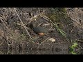 A North American Wood Duck preens on a northern USA Beaver lodge along with other wildlife
