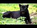 Predator Power - Exploring the Habitats of Earth’s Fiercest Felines | Full Documentary